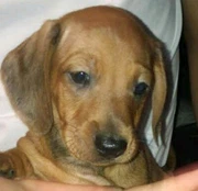 Puggles