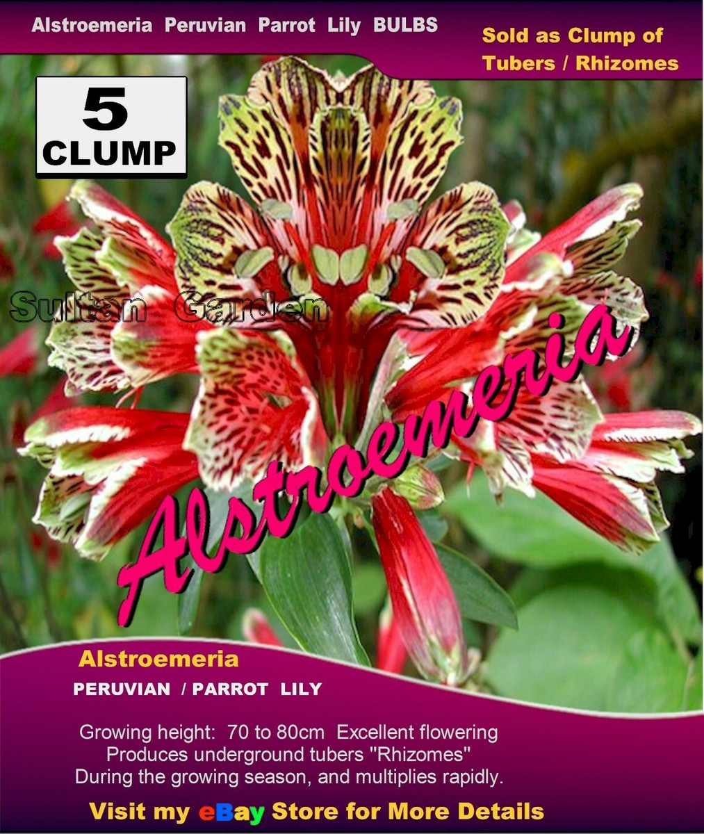 ALSTROEMERIA (Psittacina) PERUVIAN / PARROT LILY 3/ Or 5x CLUMP | eBay