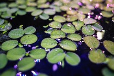 10 Salvinia Minima Water Spangles Live Floating Aquarium Plants for Beginner