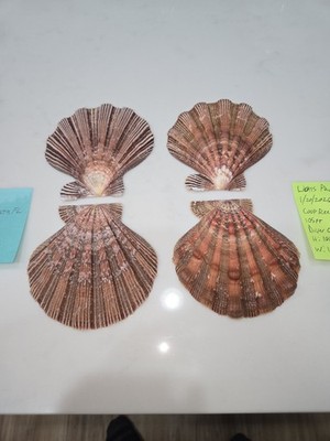 Lion's Paw Scallop Shells (2), Nodipecten fragosus, 106.9mm and 102.5mm , FL