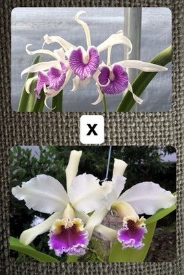 Cattleya rex #3 x Bc. Morning Glory 'Ricardo' - New Hybrid 3” | eBay