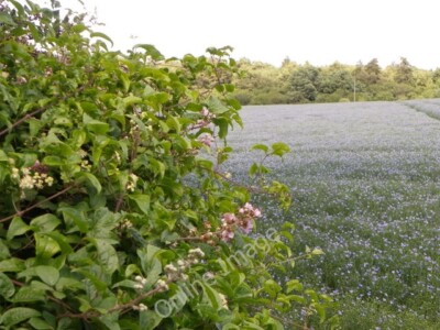 Photo 6x4 Linseed near Odstock This delicate looking plant has been an in c2011