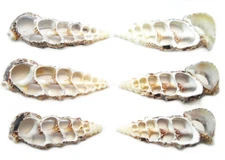6 Center Cut Cerithium Shells 2-2 1/2"  Coastal Arts Crafts Bech Decor