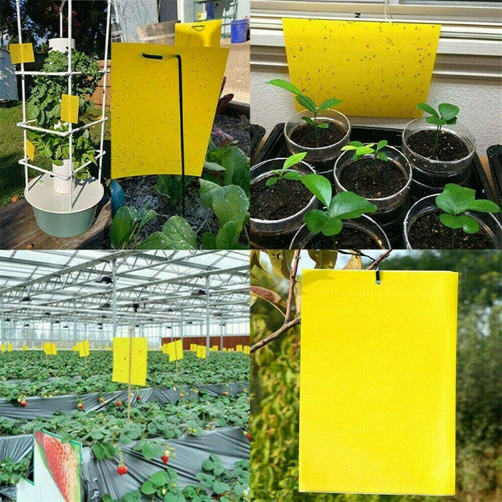 Yellow Insect Traps Fly Tape Yellow Sticky Traps Boards For Insects And Aphid - Yellow ...