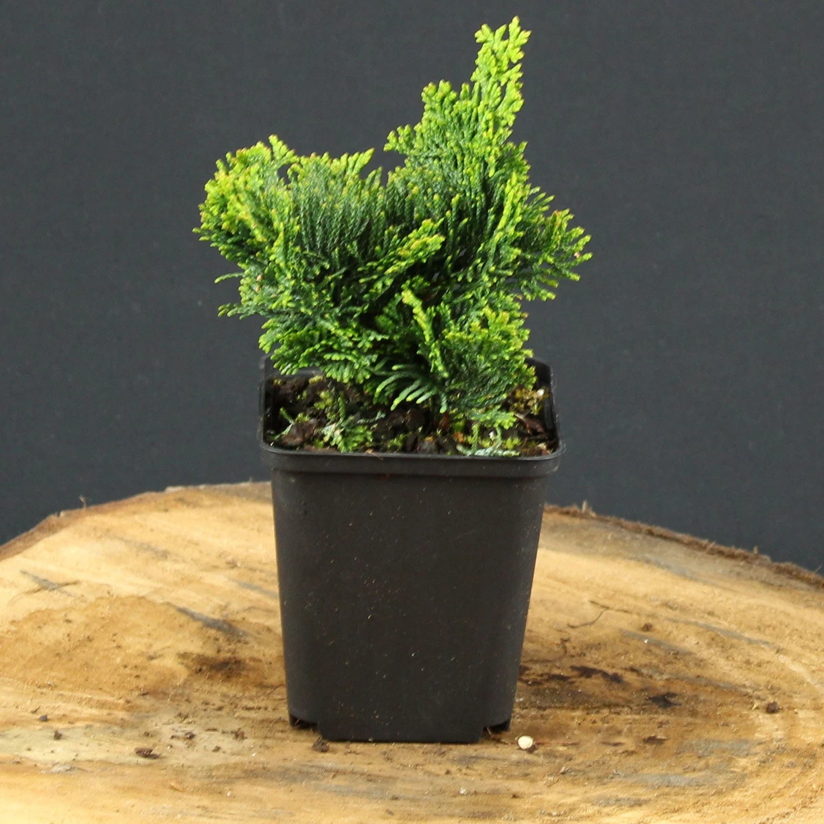 dracena marginata dnger Dracaena marginata