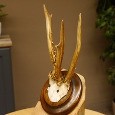 Rehbock abnormes Reh Bock Geweih Rehgeweih auf Trophäenschild 608.147