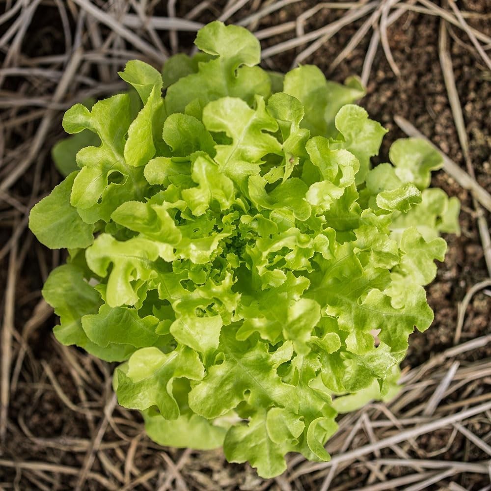 Lettuce Seeds ‘Salad Bowl’ – Early Cut-and-Come-Again Loose Leaf Italian