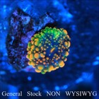 Corals of Eden NON WYSIWYG Live Coral Frag~ Godzilla Bounce Mushroom .5'' — photo 4