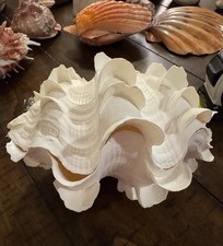 Large Fluted Giant Clam Seashell TRIDACNA SQUAMOSA Seashell 7-8 inches pair
