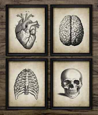 Menschliche Anatomie Druck 4er Set, Herz Gehirn Schädel Rippen Wandbild, Medizin Biologie