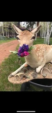 Dolly The Fallow Doe Deer