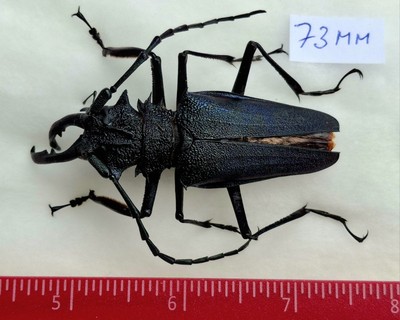 標本 Peru Psalidognathus s.p 62mm 標本 Peru Psalidognathus s.p 62mm Peru Psalidognathus s.p 62mm