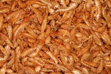 1kg di Gamberetti essiccati 1-2cm. Gammarus mangime per tartarughe, pesci, koi