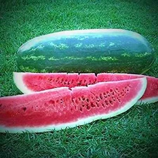 10 Seeds CONGO Watermelon Large Variety Planting NON-GMO Heirloom Garden