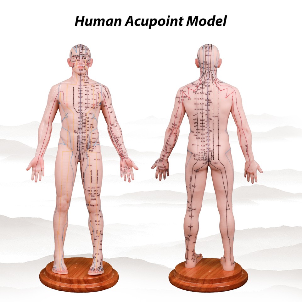 Human Acupuncture Model 48/55cm Silicone Body English Acupoint Labeled ...