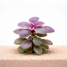 Lobelia Cardinalis Mini Aquarium Plants Factory