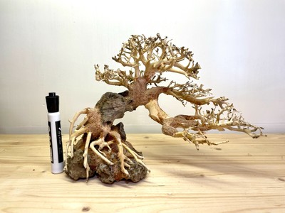 Large Bonsai Driftwood Tree On Rocks Aquarium Aquascape Plant Fish Shrimp Tank Ebay
