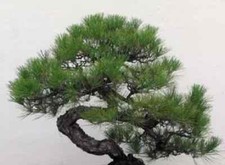 Japanese Black Pine - Pinus Thunbergii - Ideal For Bonsai 1000 Fresh Seeds