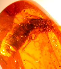 GIANT Extinct Mastotermes Termite with Water Enhydro in Dominican Amber Fossil