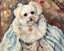 Maltese in a Victorian gown with lace trim watercolor pa 8x10 Print