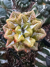 Vendita 1pz 6,7cm A. Fis Hybird "Godzilla" WYSIWYG FeatureInnted Variegato