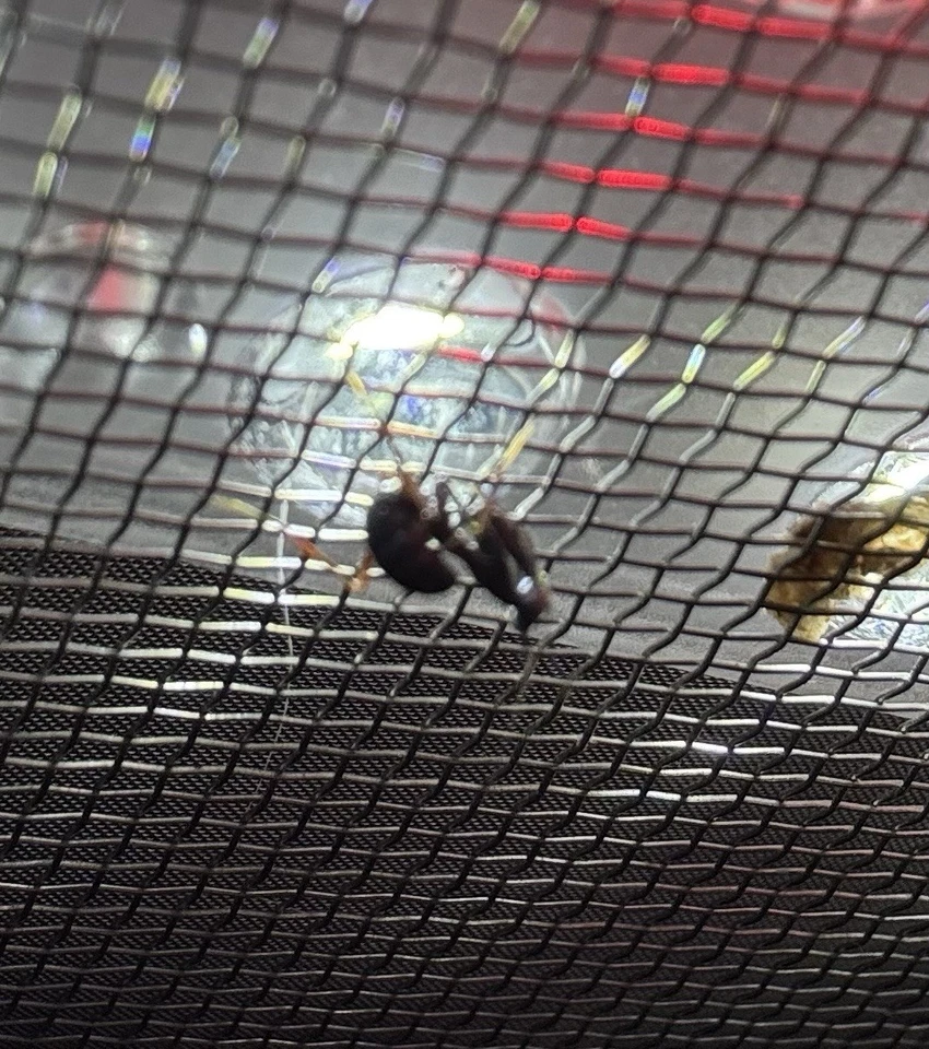 Ghost Mantis Nymphs 1-2 Instar Foto 3 de 4