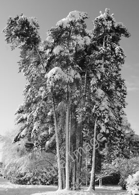 Photo 6x4 Tall Trees Fleet/SU8054 c2010 | eBay UK