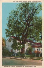 Old Horse Chestnut Tree Fredericksburg Va. Postcard N513