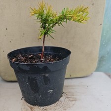 English Yew Conifer Tree Taxus Baccata Evergreen Plant in a