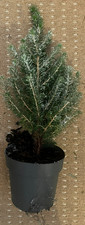 Real Mini Christmas Tree in Pot 14in Small Compact Festive Tree