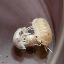 8 2 Cubaris sp. Polar Bear Isopods Bioactive Cleanup/ Reptile Feeder