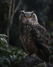 Owl Nature Wall Art Print 8x10 Wildlife Bird Decor - 260330165