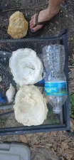 Giant fossilized oyster shells. Set of 2 Pieces