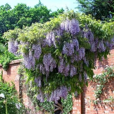 2L Deep Pot Est. Vine. Wisteria floribunda 'Naga Noda' Very hardy Climbing  Plant | eBay UK