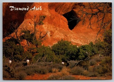 Deer at Diamond Arch Arches National Park Utah Postcard