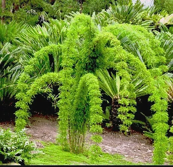 Chusquea leibmannii 20 seeds Costa Rican Weeping clumping Bamboo