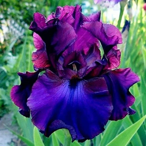 50pcs Rare Heirloom Iris Seeds - Beautiful and Colorful Blooms for Garden - Picture 2 of 13