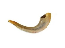 Shofar Kosher Ram's Horn Beige Color From ISRAEL 13" -14" Rosh Hashana  Holiday