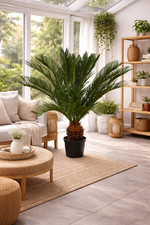 Offerta Cycas Revoluta 80-100 cm Far esotico di Sagopalm, cura. Pianta d'appartamento
