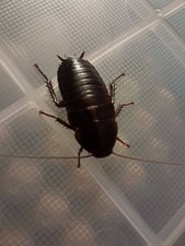 Skunk roach league city, TX 10+