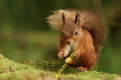 Foto A2 Haselnuss Reject Eskdale Green gesehen in Foresthow Wood. Eichhörnchen c2015