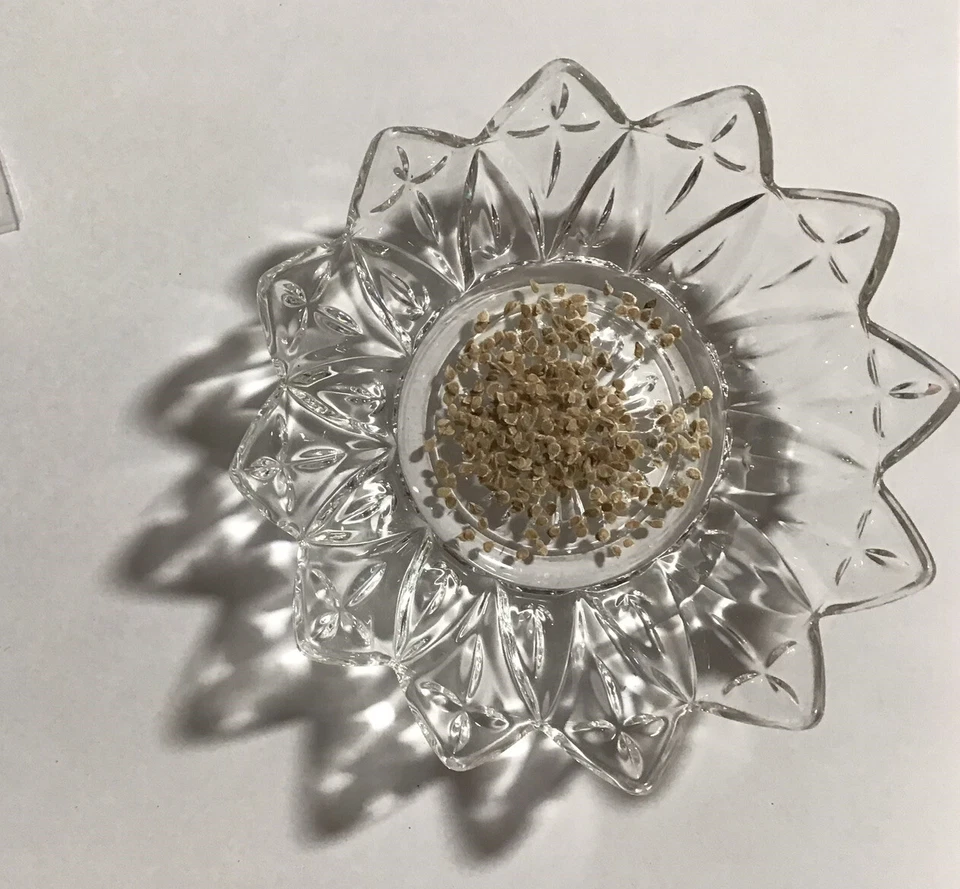 Tomato (Santorini) 285+ Seeds (Solanum) Instructions Included x - Image 2 of 3