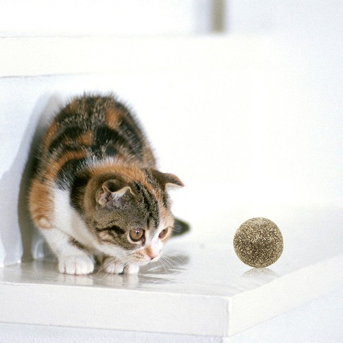 Pet Cat Natural Catnip Treat Ball Home Chasing ys Healthy Edible Treating FdMFB - Picture 2 of 12