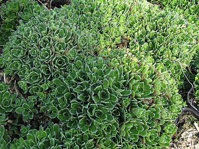 Rosettensteinbrech Saxifraga aizoon Minor Frühlingsblüher