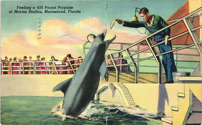 Feeding Porpoise at Marine Studios MARINELAND Florida FL c1941 Postcard