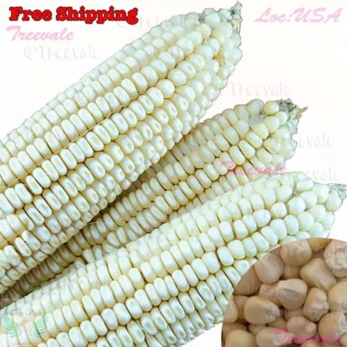 White Organic Sticky Waxy Sweet Corn Seeds | NON-GMO Heirloom