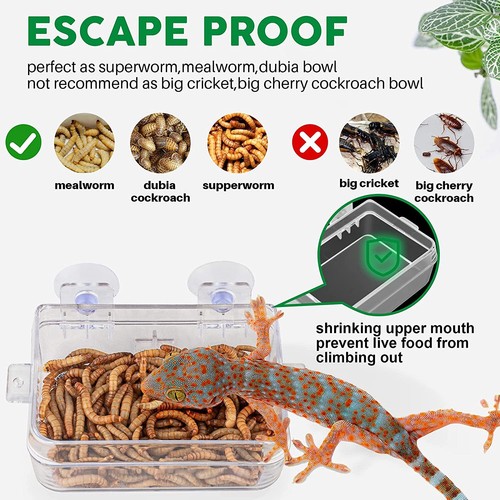 reptile feeding accessories