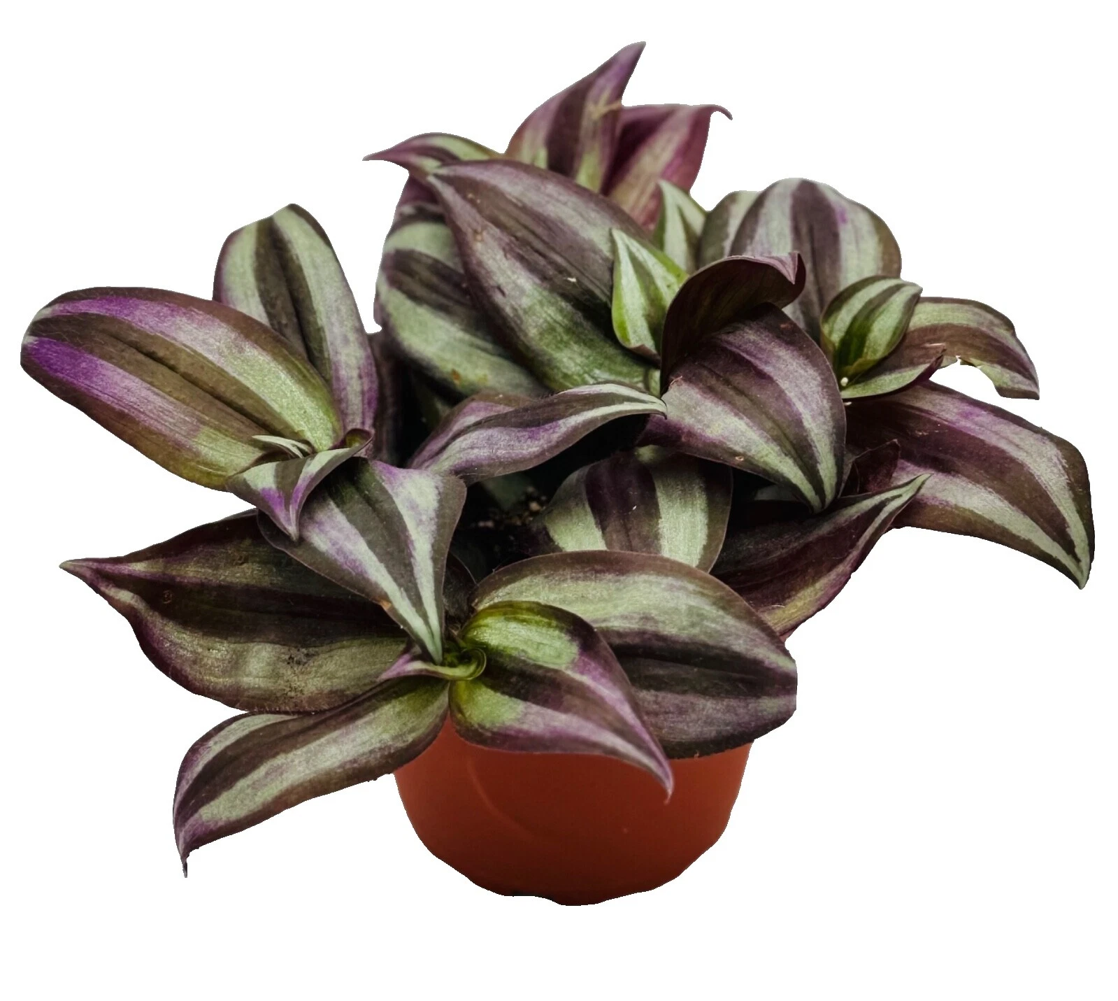 Sand Medium Watering Plants, Seeds & Bulbs