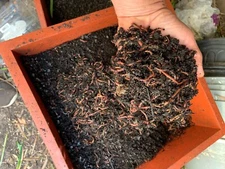 500 RED WIGGLER - Organic Gardening Vermicomposting 