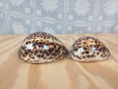 2 - Cypraea Tigris Seashells Tiger Cowrie Seashells Beach Beauties